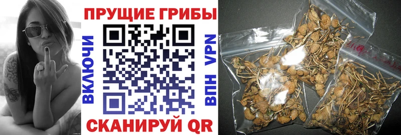 площадка клад  где купить наркоту  Новороссийск  Галлюциногенные грибы Cubensis  MEGA как войти 